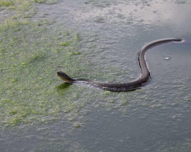 Dreaming of killing a water snake : Meaning & Interpretations
