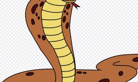 Dream about king cobra : Meaning & Interpretations