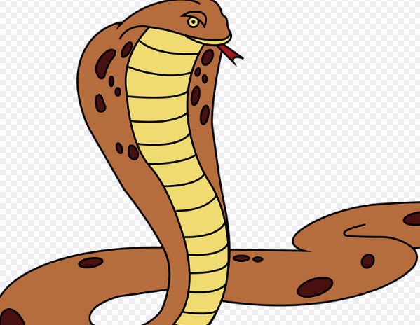 Dream about king cobra : Meaning & Interpretations