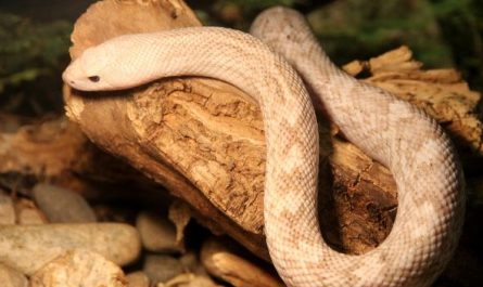 Dream about killing a spotted snake : Meaning & Interpretations