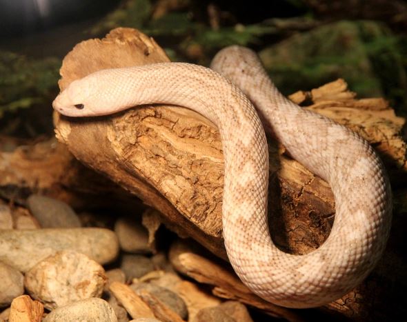 Dream about killing a spotted snake : Meaning & Interpretations