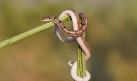 Dream about being bitten by a spotted snake : Meaning & Interpretations