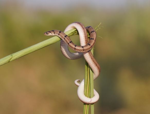 Dream about being bitten by a spotted snake : Meaning & Interpretations
