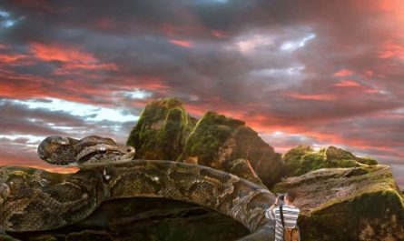 Dreaming of killing a giant python : Meaning & Interpretations