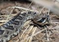 Dream about rattlesnake : Meaning & Interpretations