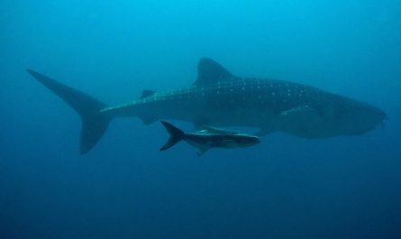 Dream about strange fish : Meaning & Interpretations