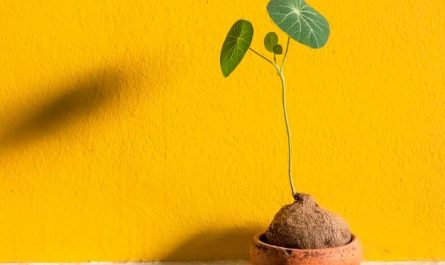 Dream about flower pots : Meaning & Interpretations