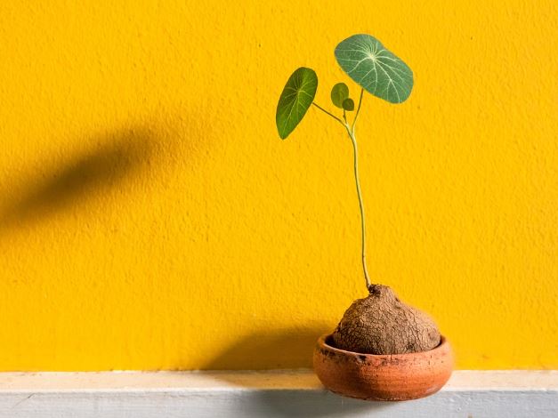 Dream about flower pots : Meaning & Interpretations