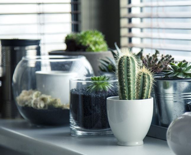 Dream about buying a flower pot : Meaning & Interpretations