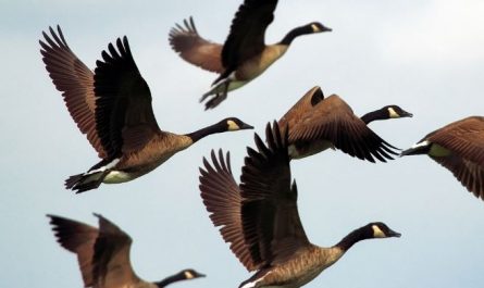 Dream about being bitten by a goose : Meaning & Interpretations