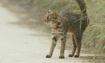 Dream about being bitten by a dog : Meaning & Interpretations