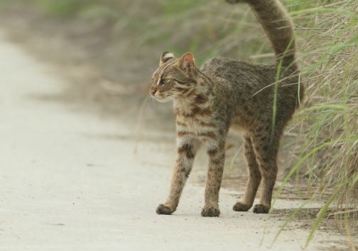 Dream about being bitten by a dog : Meaning & Interpretations