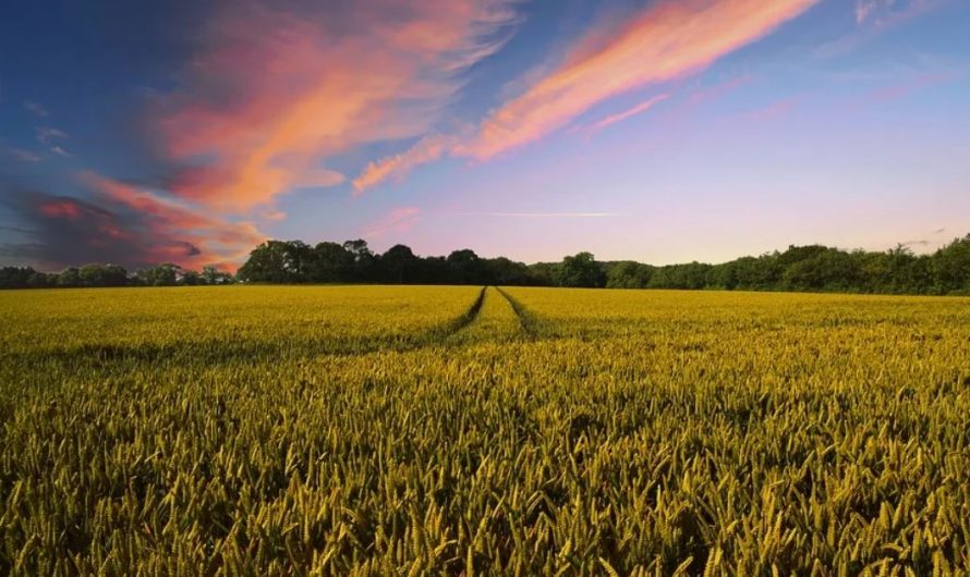 Dream about planting : Meaning & Interpretations