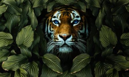 Dream about tiger drawing : Meaning & Interpretations