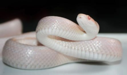 Dream about white snake : 16 Meaning & Interpretations
