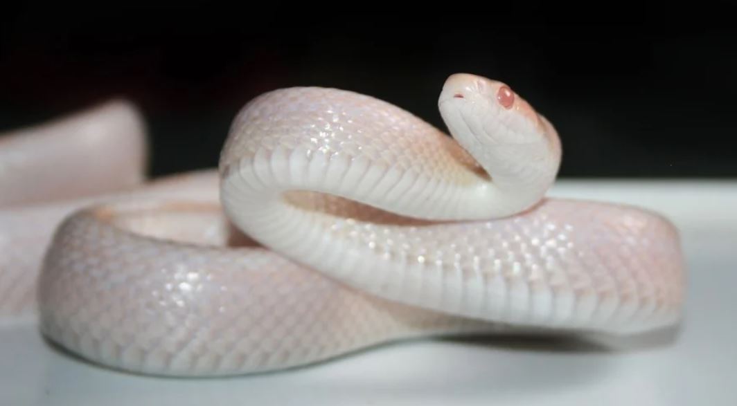 Dream about white snake : 16 Meaning & Interpretations