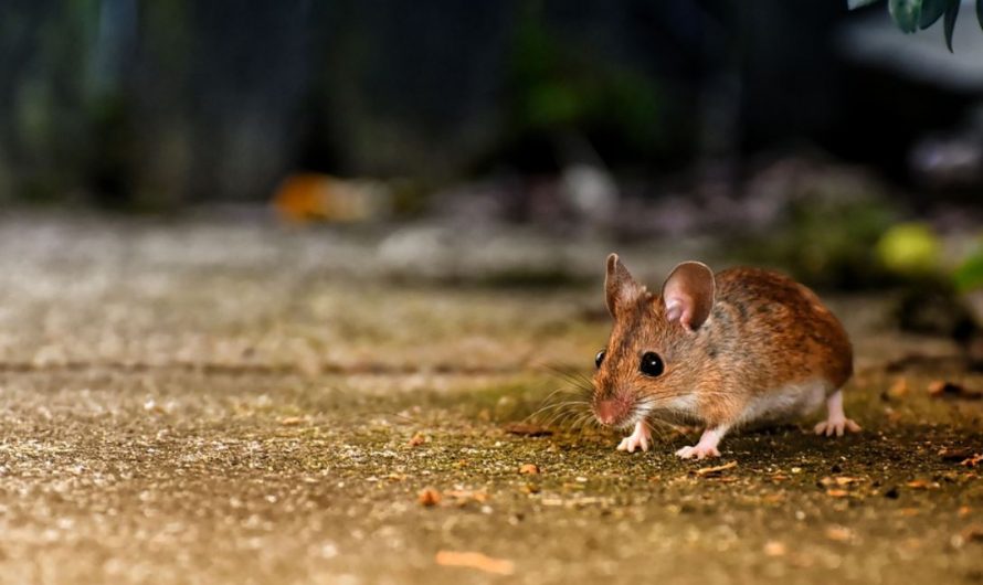 Dream about rats running : 7 Meaning & Interpretations