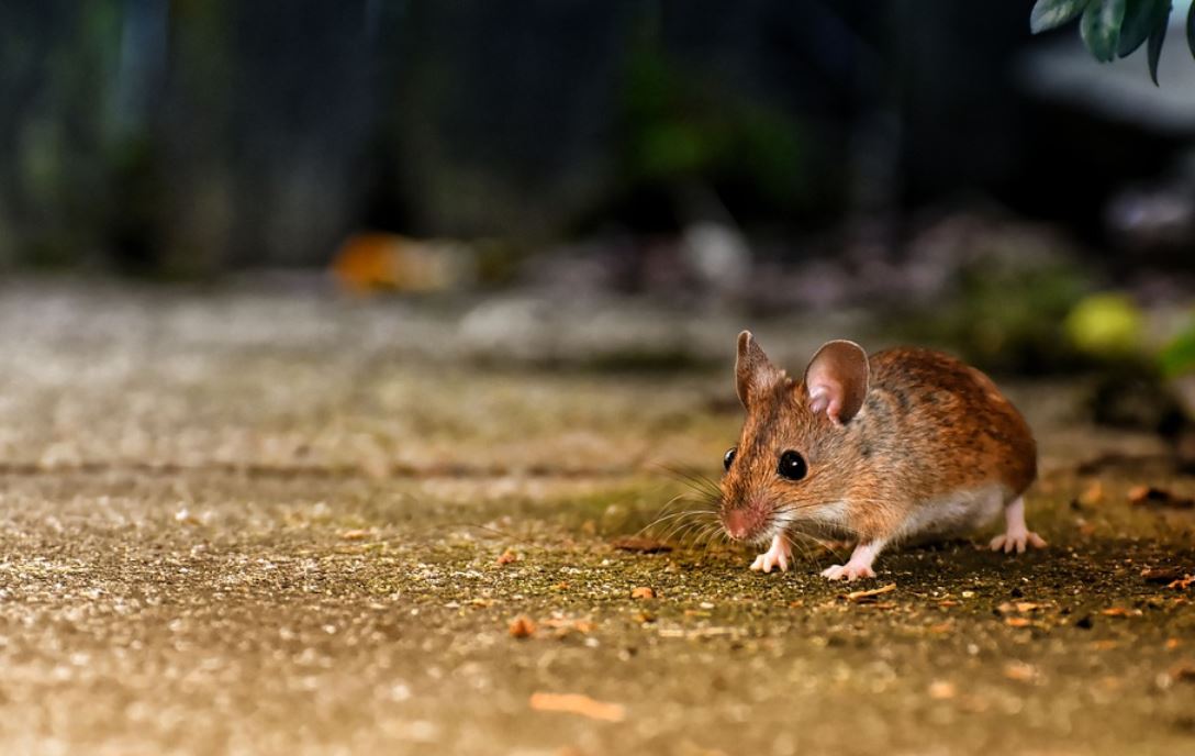 Dream about rats running : 7 Meaning & Interpretations