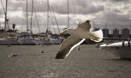 Dream about port : 9 Meaning & Interpretations