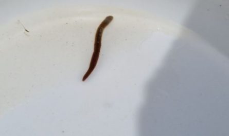 Dreaming about leeches : 16 Meaning & Interpretations