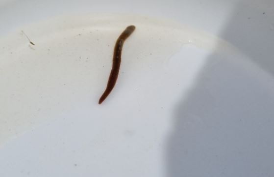 Dreaming about leeches : 16 Meaning & Interpretations