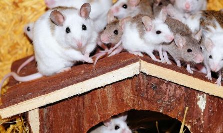 Dream about guinea pig : 9 Meaning & Interpretations