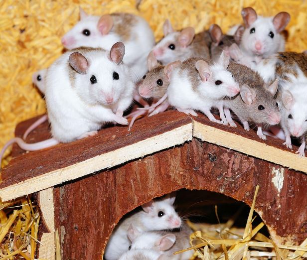 Dream about guinea pig : 9 Meaning & Interpretations