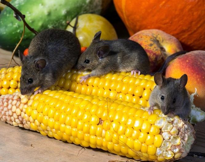 Dream about a black rat : 9 Meaning & Interpretations