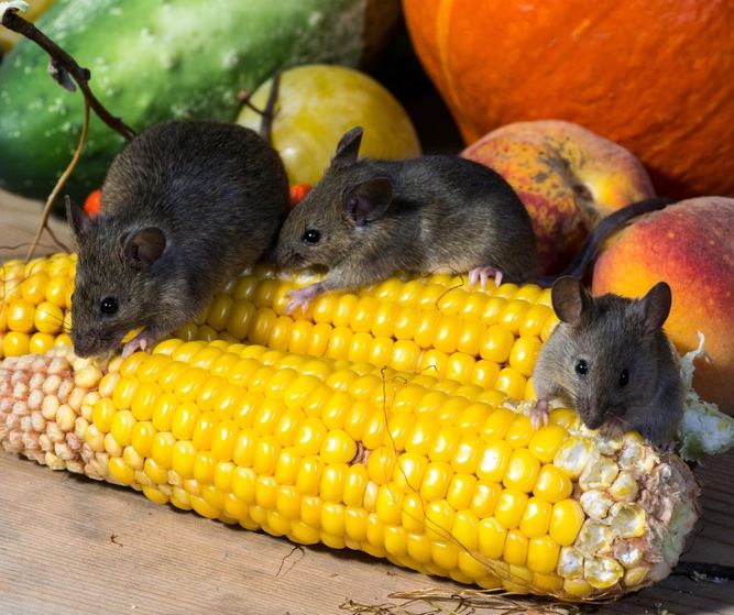 Dream about a black rat : 9 Meaning & Interpretations