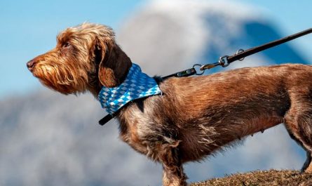 Dream about being bitten by a dog : 23 Meaning & Interpretations