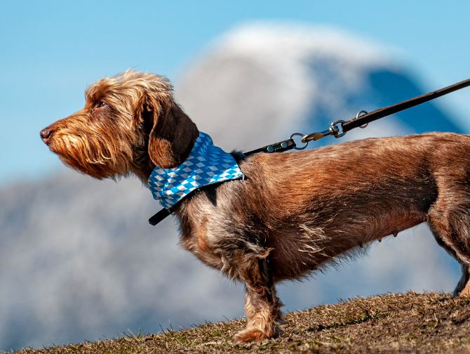 Dream about being bitten by a dog : 23 Meaning & Interpretations