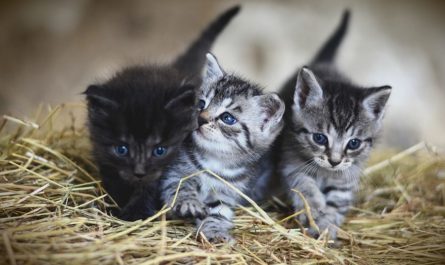 Dreaming of kittens : 17 Meaning & Interpretations