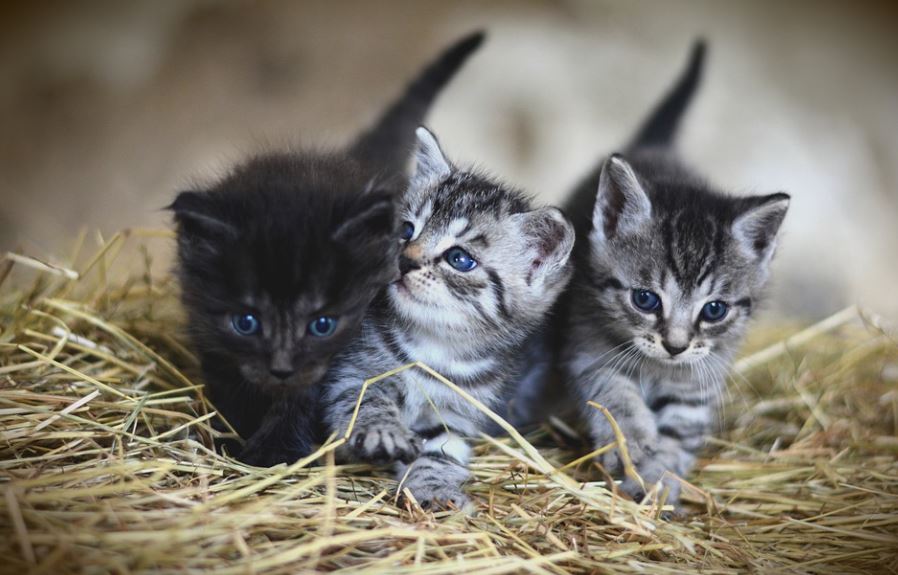 Dreaming of kittens : 17 Meaning & Interpretations