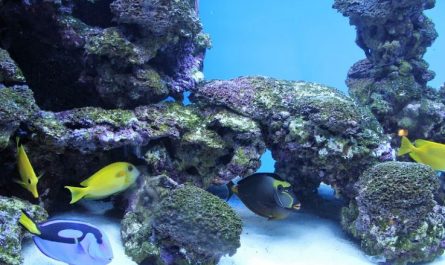 Dream about small fish : 9 Meaning & Interpretations