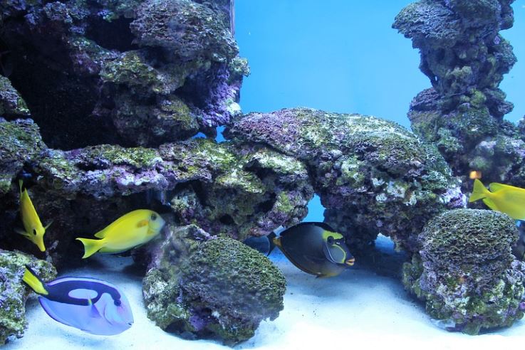 Dream about small fish : 9 Meaning & Interpretations