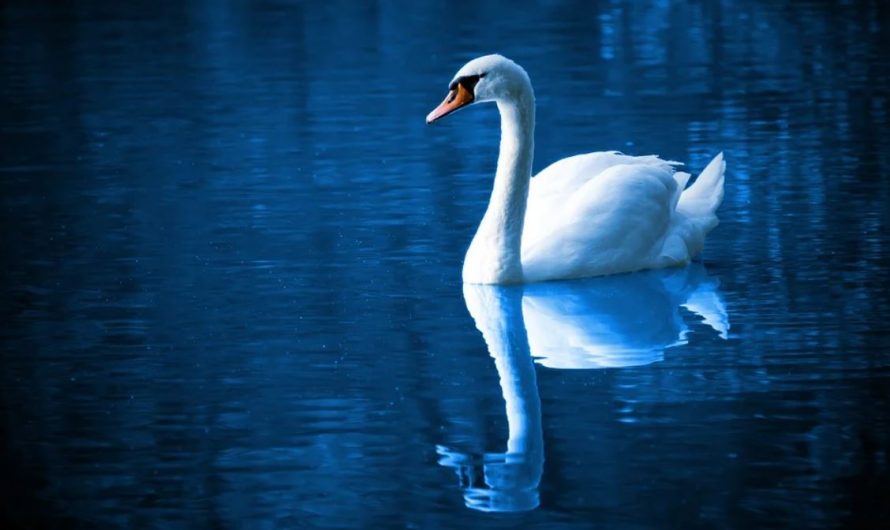 Dream about swans : 12 Meaning & Interpretations