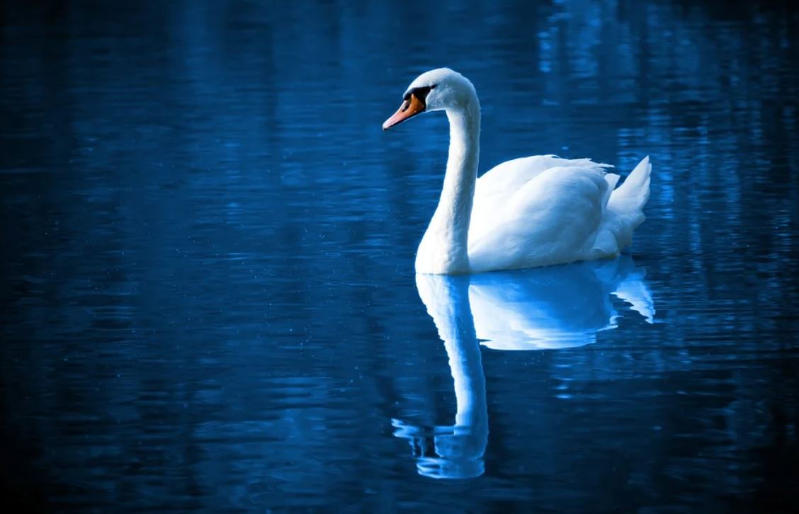 Dream about swans : 12 Meaning & Interpretations