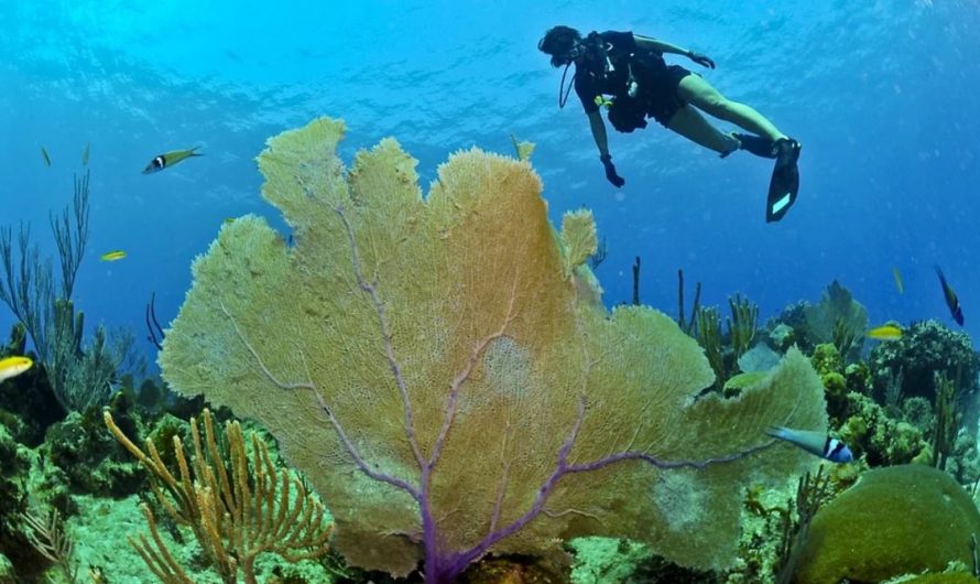 Dream about diving : 13 Meaning & Interpretations