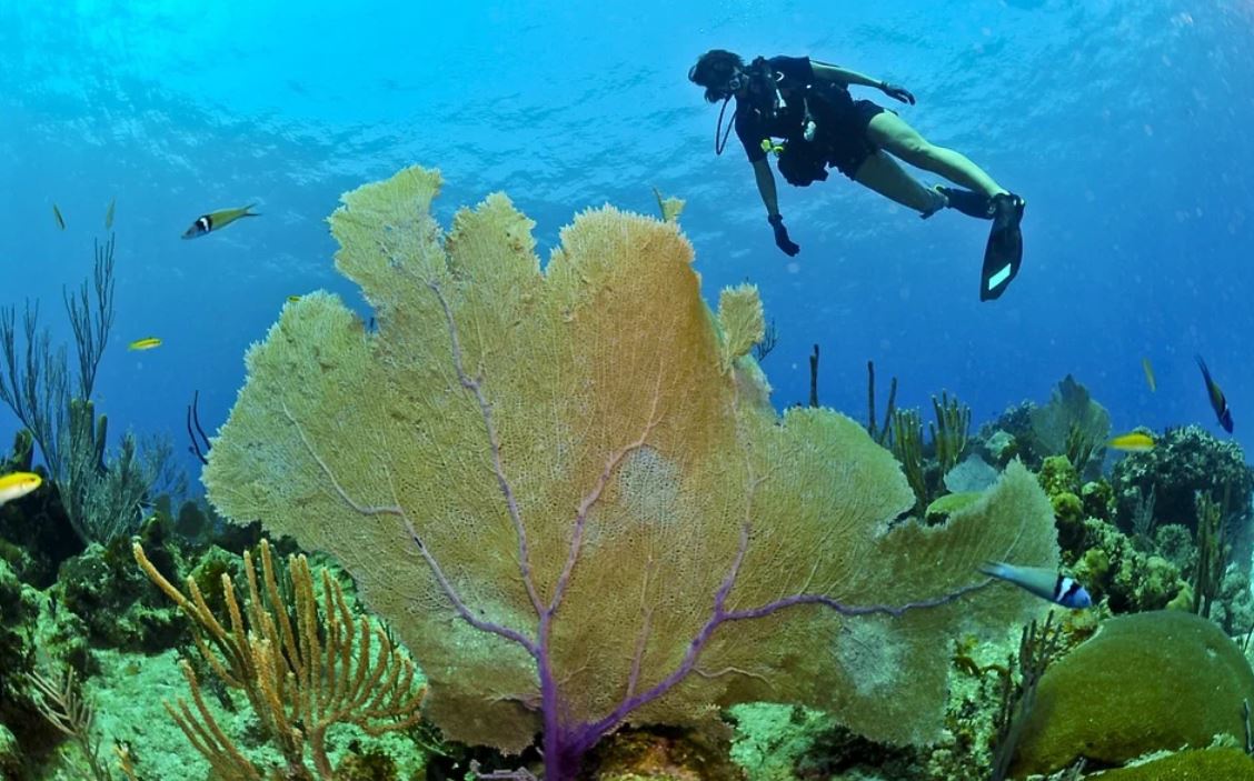 Dream about diving : 13 Meaning & Interpretations