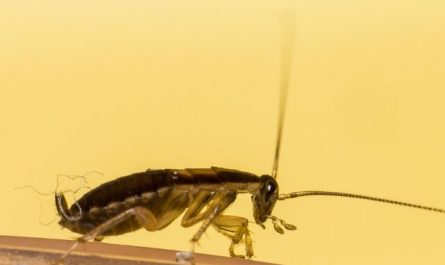 Dream about dead cockroaches : 15 Meaning & Interpretations