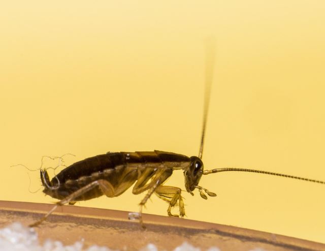 Dream about dead cockroaches : 15 Meaning & Interpretations