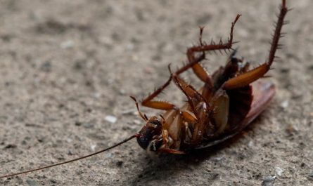 Dream about killing cockroaches : 14 Meaning & Interpretations