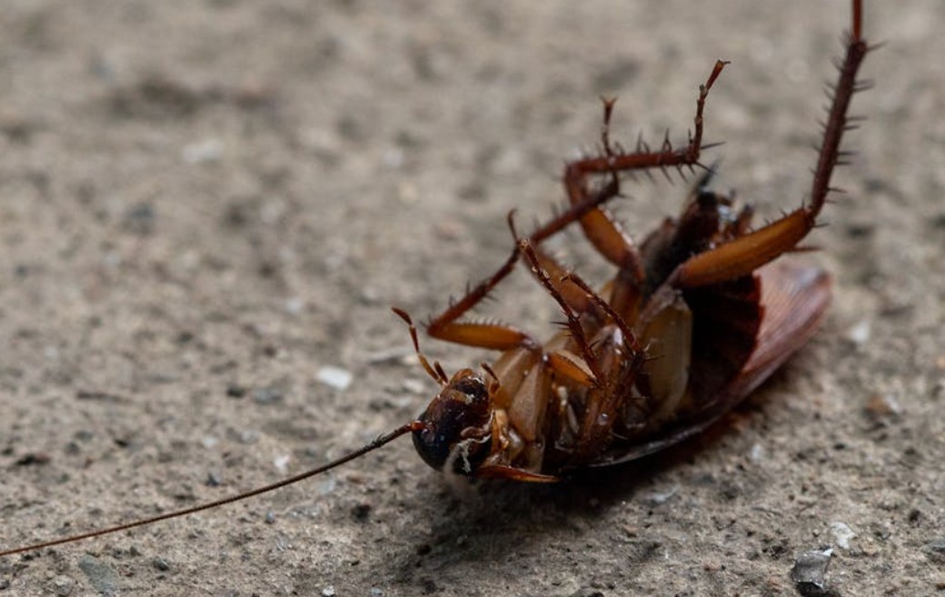Dream about killing cockroaches : 14 Meaning & Interpretations