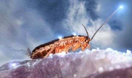Dream about big cockroaches : 16 Meaning & Interpretations