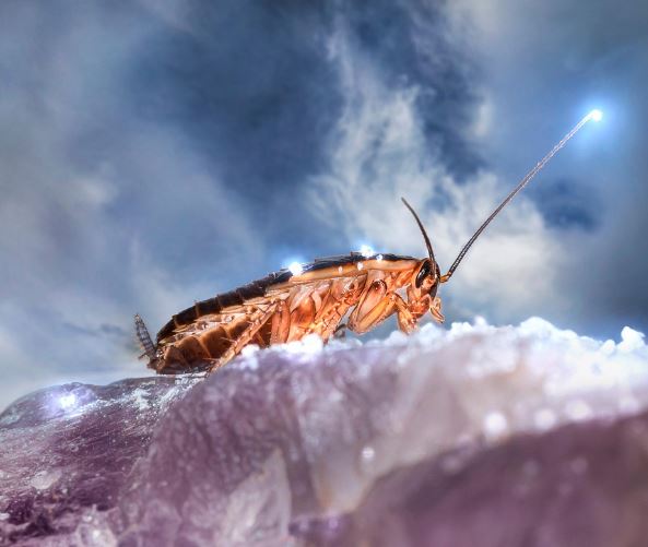 Dream about big cockroaches : 16 Meaning & Interpretations