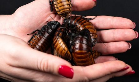 Dream about cockroaches in the house : 17 Meaning & Interpretations