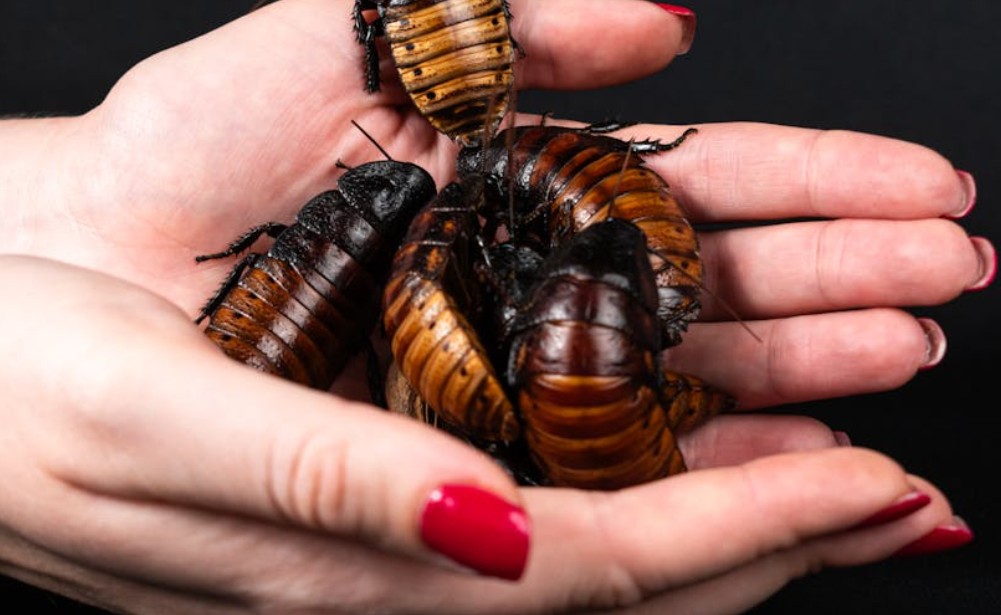 Dream about cockroaches in the house : 17 Meaning & Interpretations