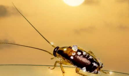 Dream about cockroaches : 17 Meaning & Interpretations