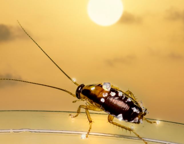 Dream about cockroaches : 17 Meaning & Interpretations