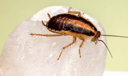 Dream about eating cockroaches : 18 Meaning & Interpretations